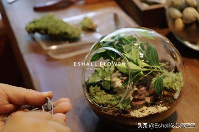 ​苔藓微景观DIY——打造自己的“田园牧歌”