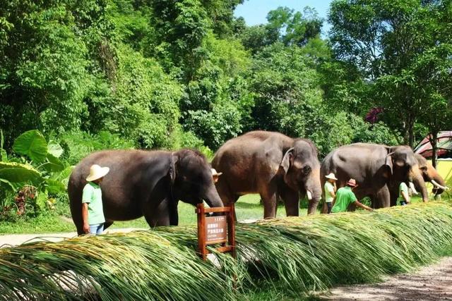 昆明至西双版纳高铁有哪些站点（昆明3h直达西双版纳）(20)