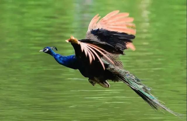 昆明至西双版纳高铁有哪些站点（昆明3h直达西双版纳）(14)