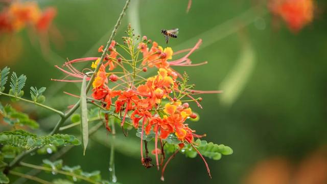 昆明至西双版纳高铁有哪些站点（昆明3h直达西双版纳）(9)