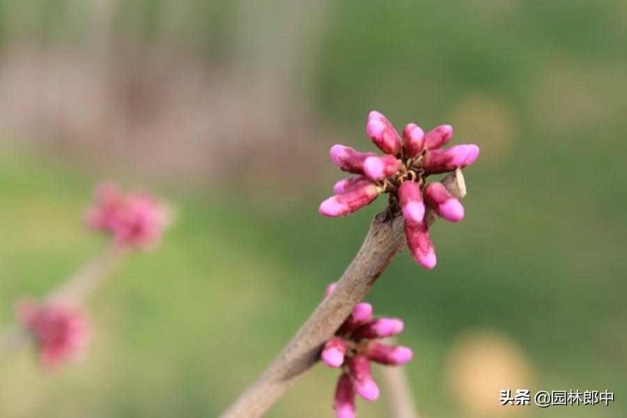 紫荆与紫荆花的区别(紫荆和紫荆花的区别在哪里)(图2) 紫荆与紫荆花的区别(紫荆和紫荆花的区别在哪里)(图2)