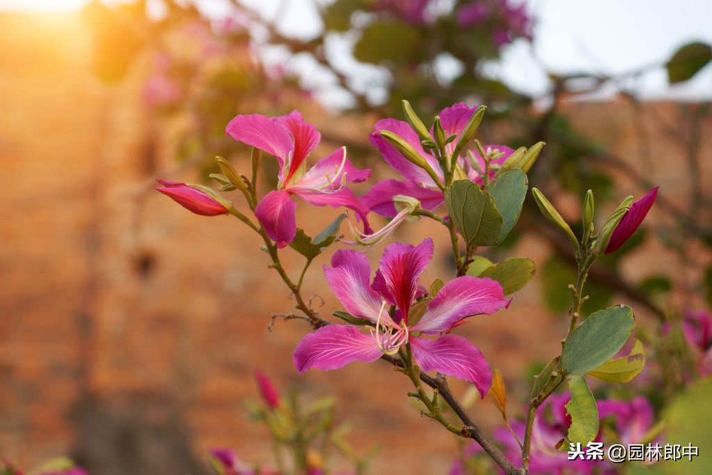 紫荆与紫荆花的区别(紫荆和紫荆花的区别在哪里)(图7) 紫荆与紫荆花的区别(紫荆和紫荆花的区别在哪里)(图7)