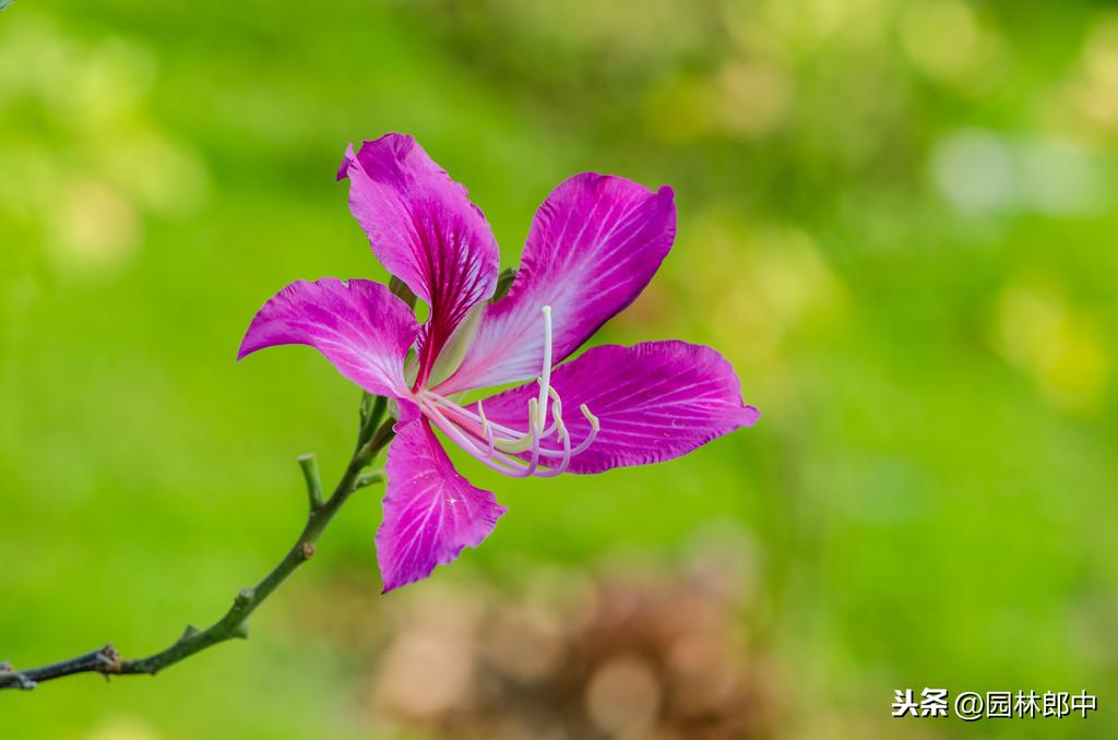 紫荆与紫荆花的区别(紫荆和紫荆花的区别在哪里)(图4) 紫荆与紫荆花的区别(紫荆和紫荆花的区别在哪里)(图4)