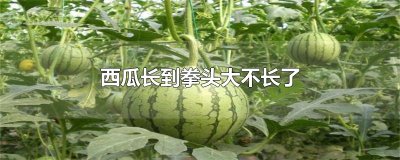 ​西瓜长到拳头大不长了