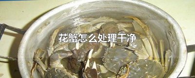 ​花蟹怎么处理干净