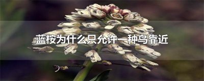 ​蓝桉为什么只允许一种鸟靠近