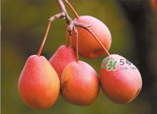 葫芦梨怎么软的快？葫芦梨几月份成熟？