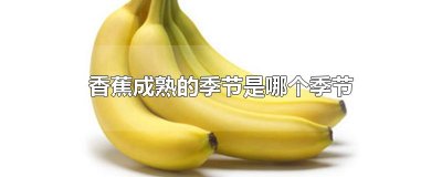 ​香蕉成熟的季节是哪个季节