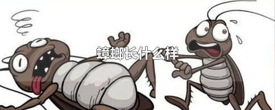 ​蟑螂有多少种图片 蟑螂有多少种类图片