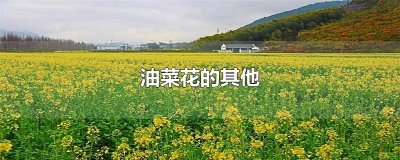 ​油菜花的其他