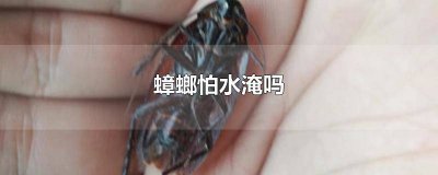 ​蟑螂怕水淹吗 蟑螂怕水淹吗为什么