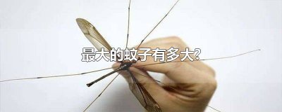 ​最大的蚊子有多大图片 最大的蚊子有多大