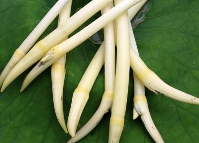 ​藕是莲的什么茎还是根,藕是莲的什么部位什么器官