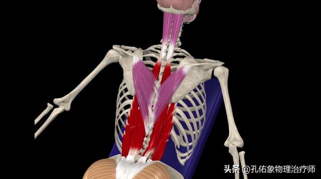 腰肌劳损的自我治疗和恢复（腰肌劳损反复发作）(3)