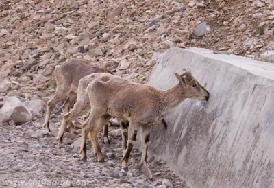 ​神奇的高原动物，您知道多少呢？