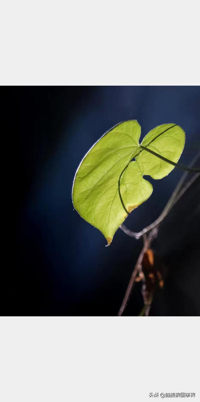 摄影后期背景虚化（对背景虚化有这6大作用）(17)