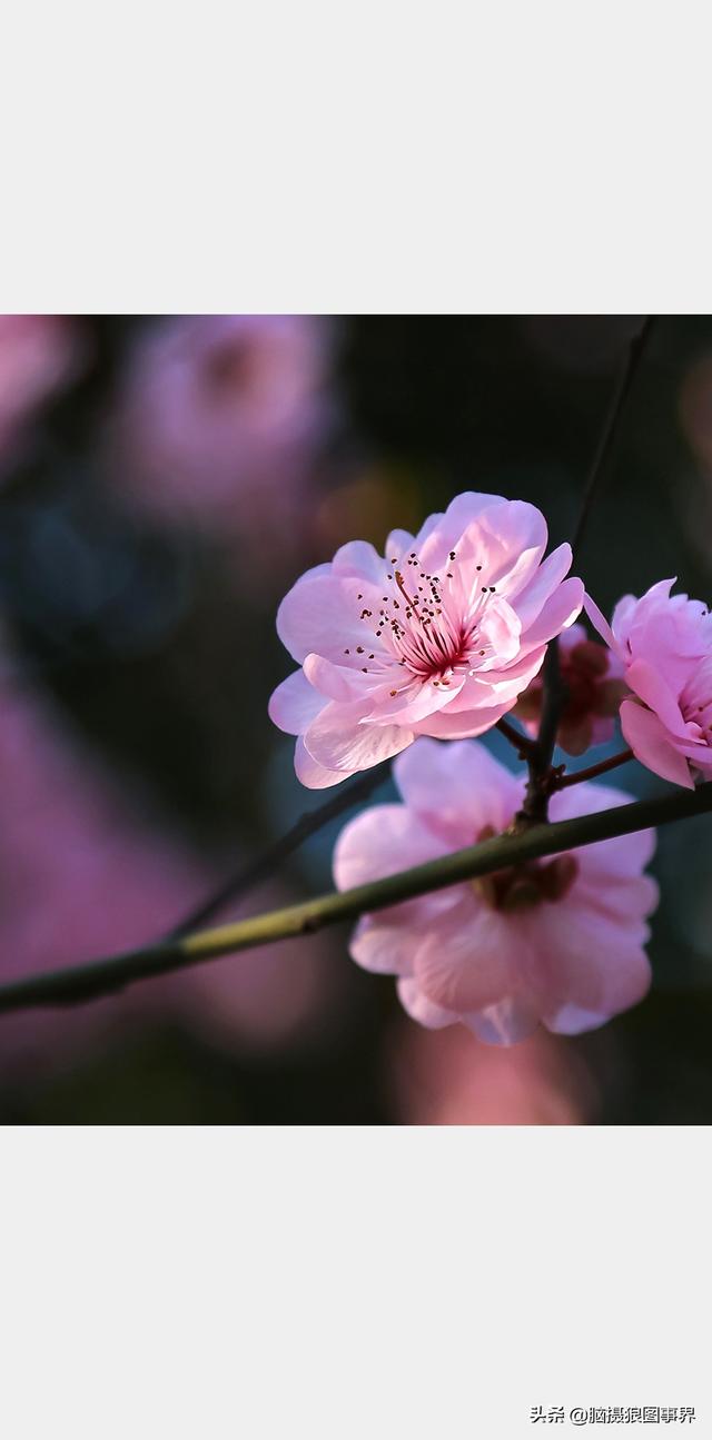 摄影后期背景虚化（对背景虚化有这6大作用）(3)