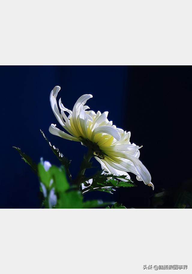 摄影后期背景虚化（对背景虚化有这6大作用）(9)