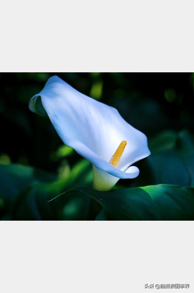 摄影后期背景虚化（对背景虚化有这6大作用）(5)