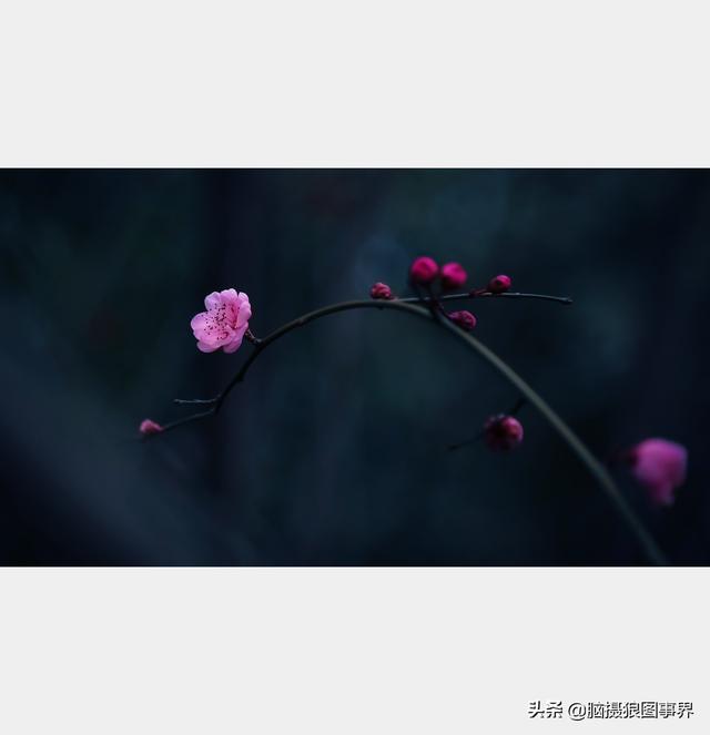 摄影后期背景虚化（对背景虚化有这6大作用）(16)