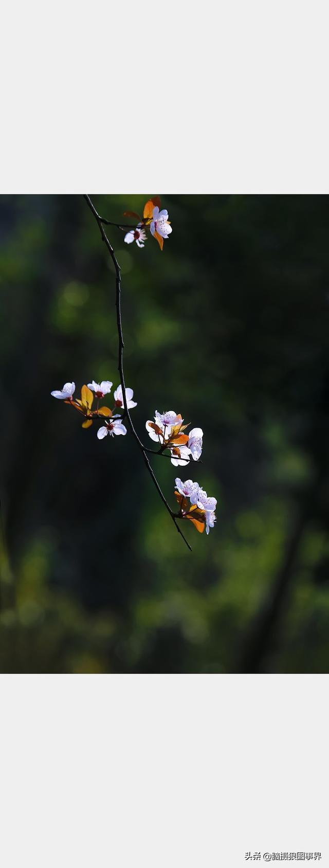 摄影后期背景虚化（对背景虚化有这6大作用）(11)