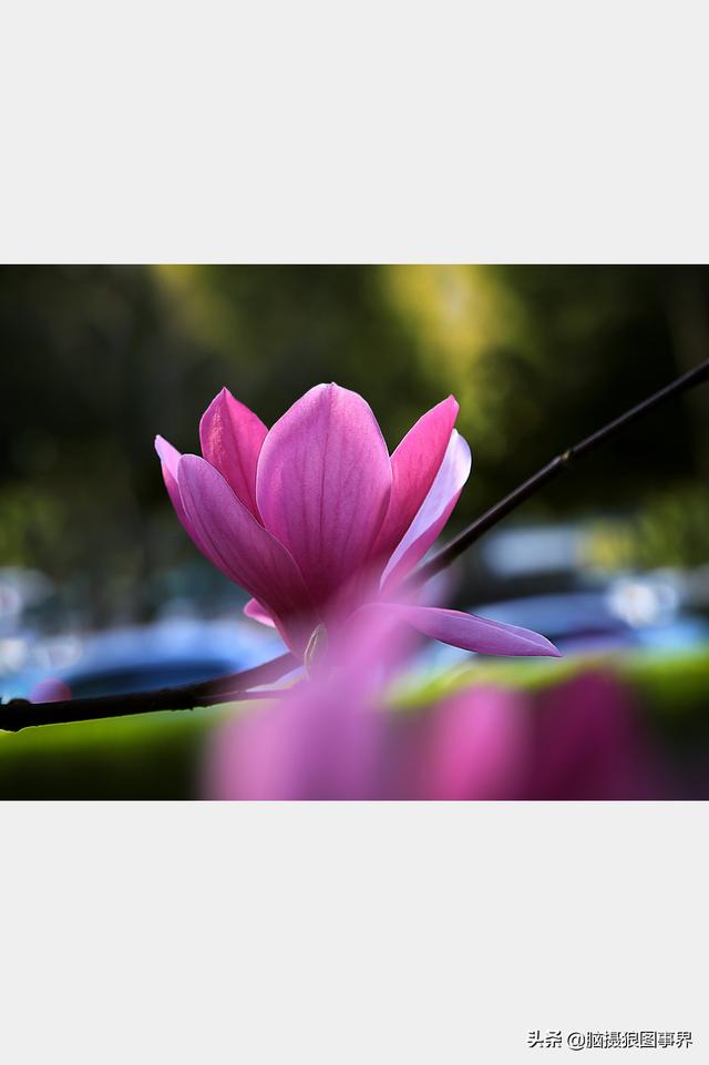 摄影后期背景虚化（对背景虚化有这6大作用）(13)