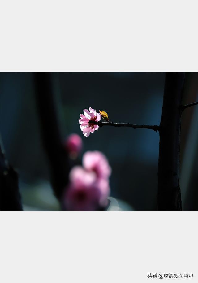 摄影后期背景虚化（对背景虚化有这6大作用）(14)