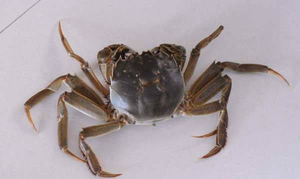 河蟹是什么意思,网络术语躺平是什么意思图3