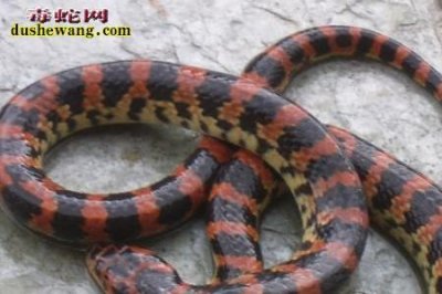 ​赤链蛇为啥叫看家蛇