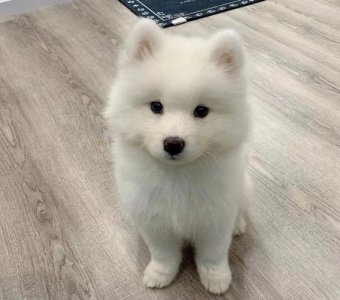 如何养萨摩耶幼犬(4招让你成为萨摩达人)