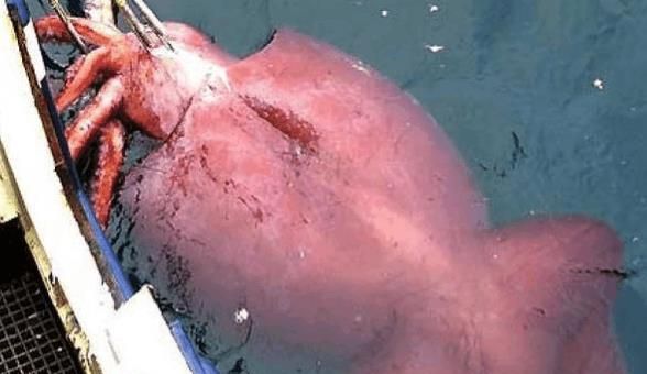 鱿鱼和鲨鱼是同一类动物吗:鲨鱼和鱿鱼哪种不属于鱼类