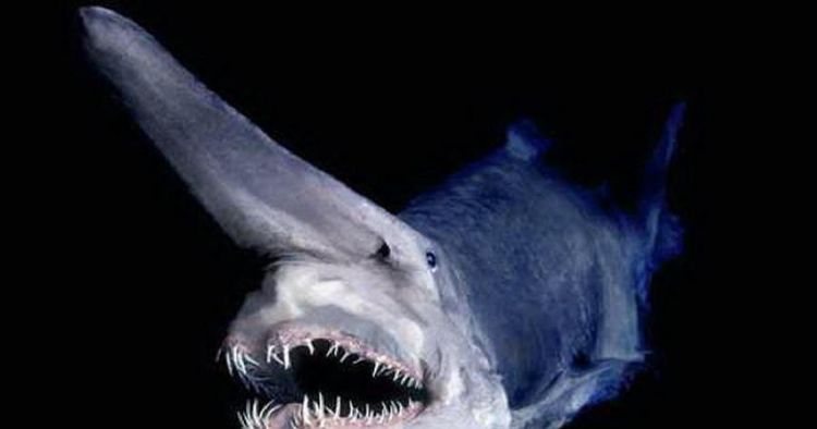 鱿鱼和鲨鱼是同一类动物吗:鲨鱼和鱿鱼哪个不属于鱼类