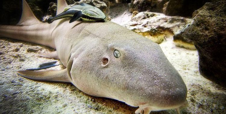 鱿鱼和鲨鱼是同一类动物吗:鱿鱼鲸鱼属于什么动物