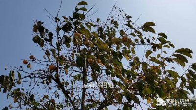 柿子怎么脱涩变脆甜呢(柿子怎样快速去涩?记住一妙招,又脆又甜,3天就能吃