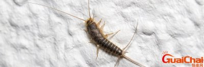 衣鱼虫怎么彻底清除?衣鱼虫怎么产生的