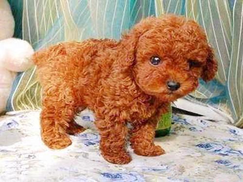 小编来给你讲解,为什么妹子最好是不要养泰迪!!