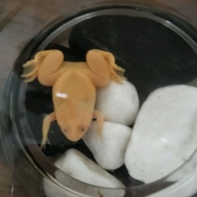 怎样炖排骨（非常懒人版之家常炖排骨做法步骤）