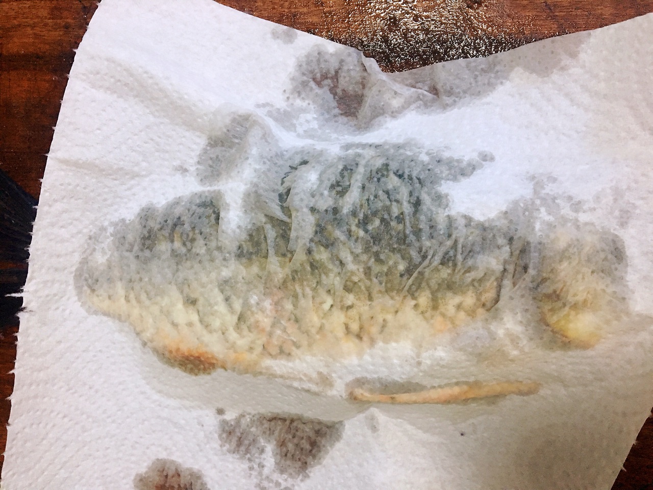 破壁机做鱼汤怎么做（手把手教你制作破壁机鱼汤）