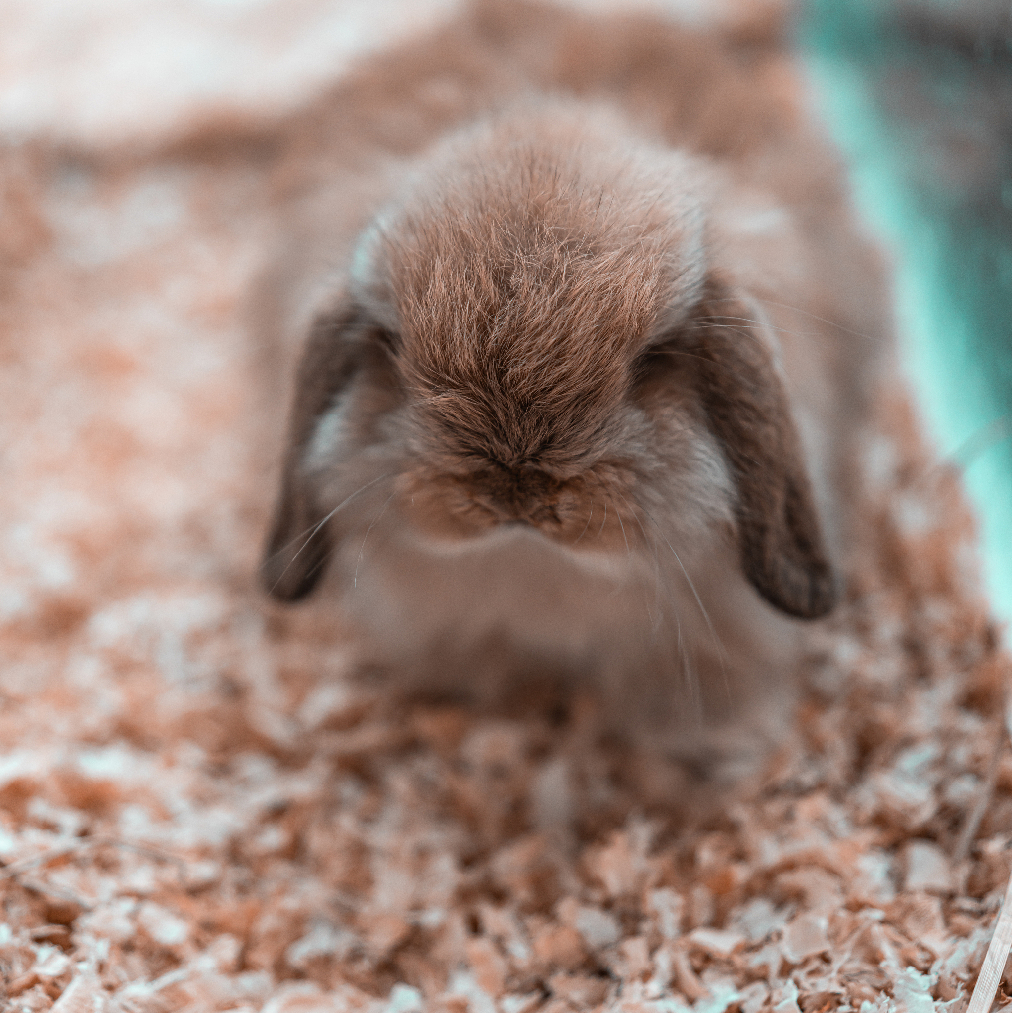 天秤座属什么生肖最差天秤哪个生肖最厉害