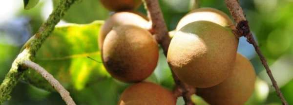 罗汉果泡水要去皮,罗汉果泡水喝去皮吗图5