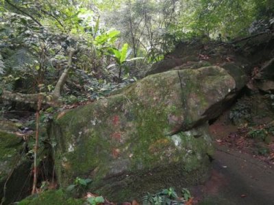 ​东肖森林公园要门票吗(东肖森林公园烧烤)