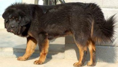 ​遇见纯正血统的巴哥犬：它们的魅力与特点