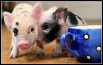 ​风靡英国的超级萌宠茶杯猪，一只售价高达1100美元