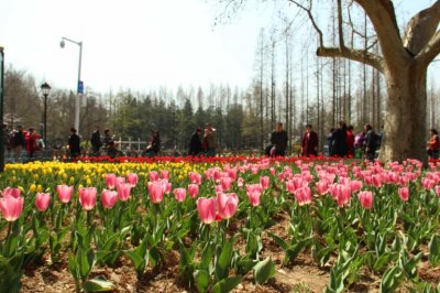 ​郁金香什么时候种植，怎么种植