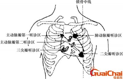 ​心脏听诊区位置及顺序图片 心脏听诊区位置图片