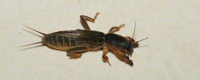 ​蝼蛄吃什么食物