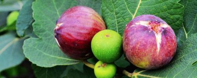 ​葡萄能不能和无花果一起吃 无花果能与桃子一起吃吗?