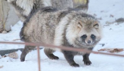 ​貉是保护动物吗