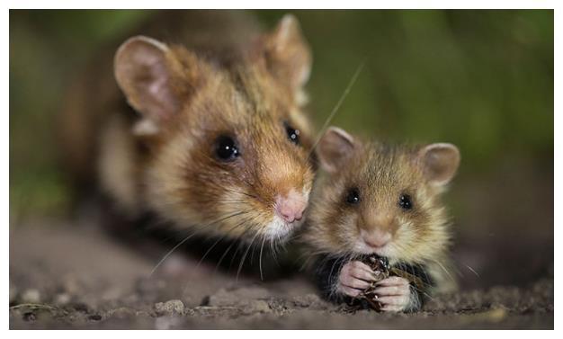 子鼠是什么意思（子鼠的意思）