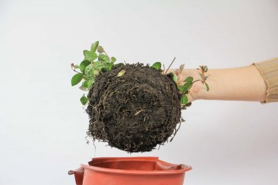 ​五彩络石养护方法